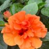 HibisQs® - Laluna Orange Hibiscus » Flowering Plants