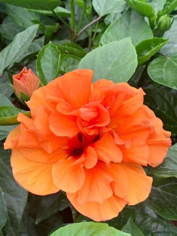 HibisQs® - Laluna Orange Hibiscus » Flowering Plants