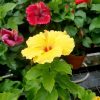 HibisQs® - Nyx Hibiscus » Flowering Plants