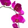 Phalaenopsis Moth Orchid 1 » Flowering Plants