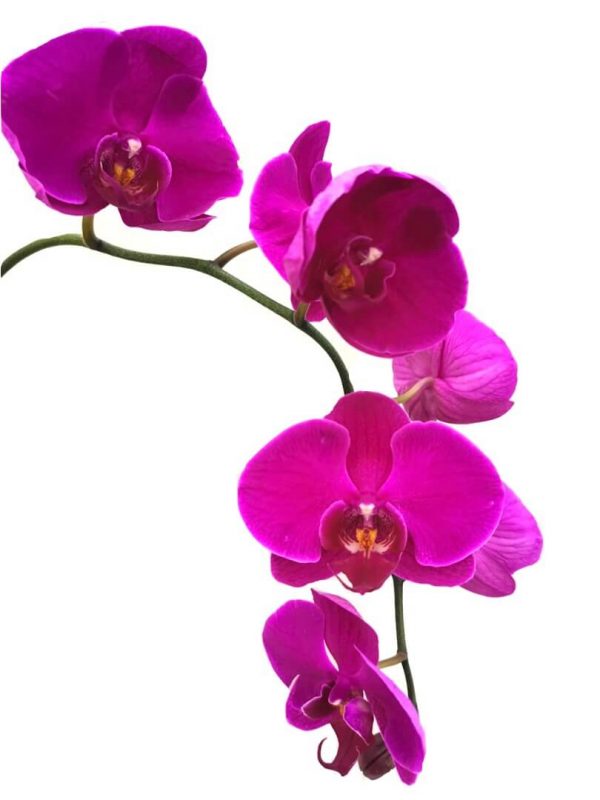 Phalaenopsis Moth Orchid 1 » Flowering Plants