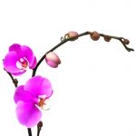 Phalaenopsis Moth Orchid 6 » Flowering Plants