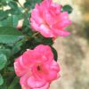 Japanese Rose 'Sakura-Gasumi' » Rose Plants
