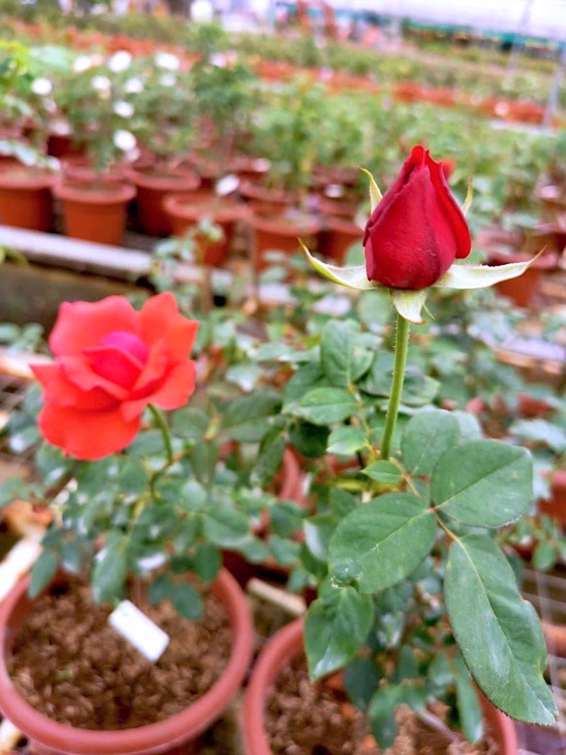 ‘Super Star’ Blooming Rose » Rose Plants 'Super Star' Blooming Rose » Rose Plants