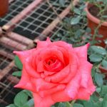 ‘Tropicana’ Rose