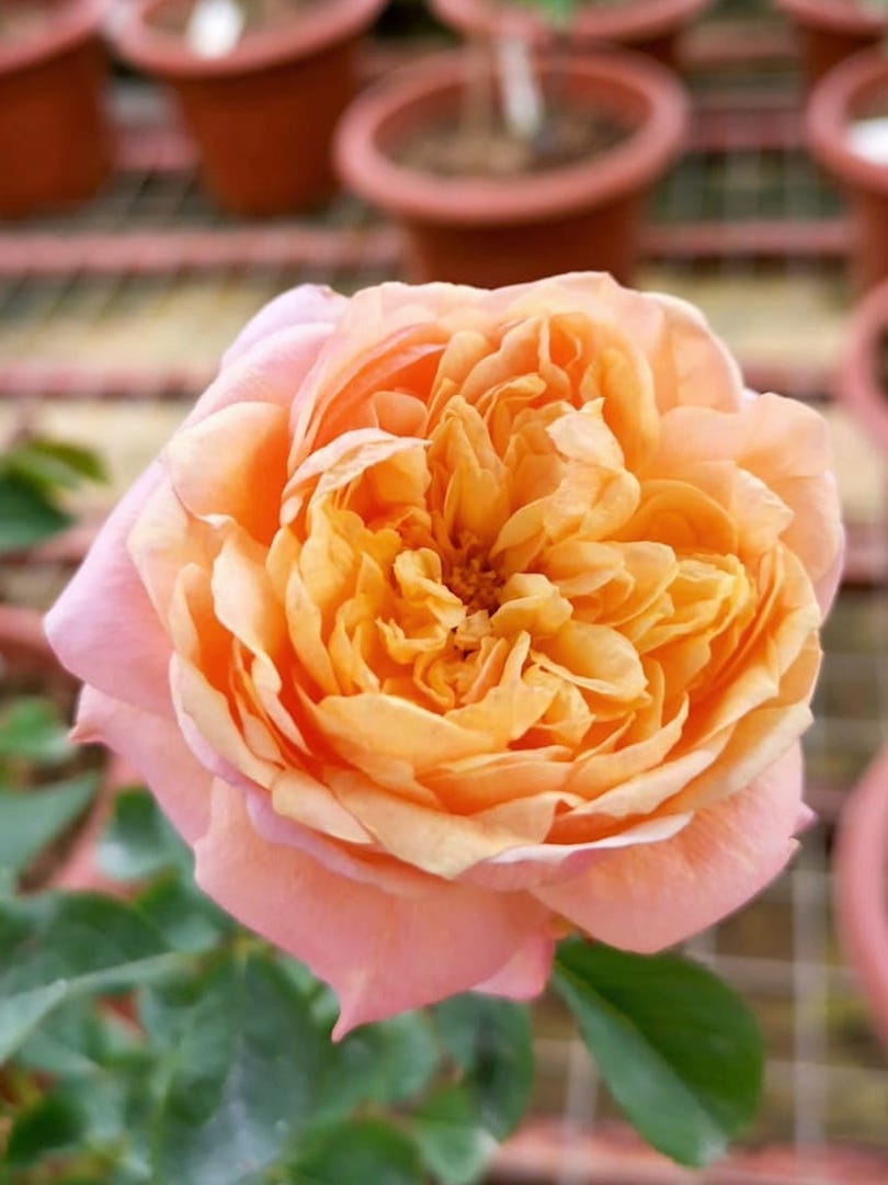 ‘Victorian Secret’ Rose » Rose Plants 'Victorian Secret' Rose » Rose Plants