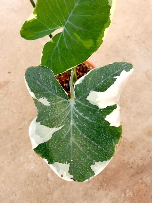 Alocasia Xanthosoma Variegata  Teo Joo Guan