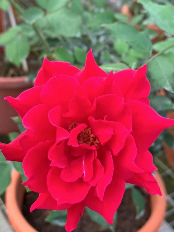 Japanese Rose 'Alcina' » Rose Plants