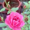 Japanese Rose 'Aoi' » Rose Plants