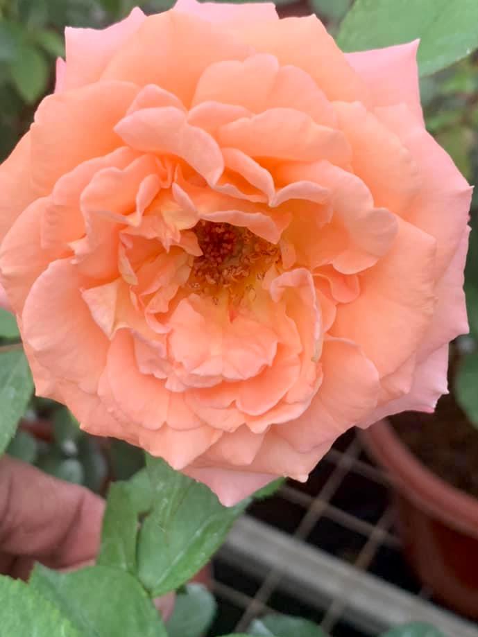 Rosa 'Augusta Luise' » Rose Plants