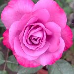 Rosa 'Blue River' » Rose Plants