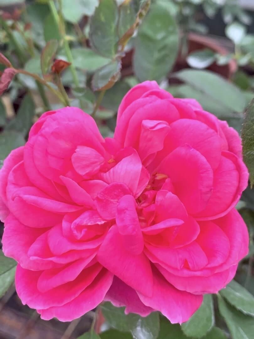 'Daeng Prasert' Rose » Rose Plants