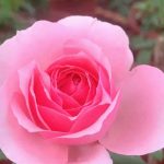 Rosa 'Eckart Witzigmann' » Rose Plants