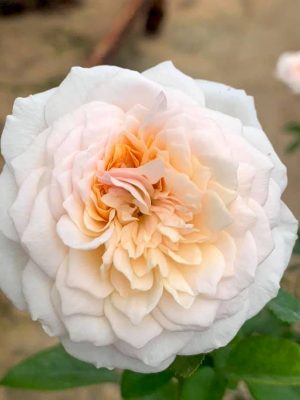 ‘English Garden’ Rose
