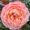'Eve Classic Perfume' Rose » Rose Plants