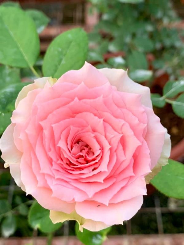 'First Lady' Rose » Rose Plants