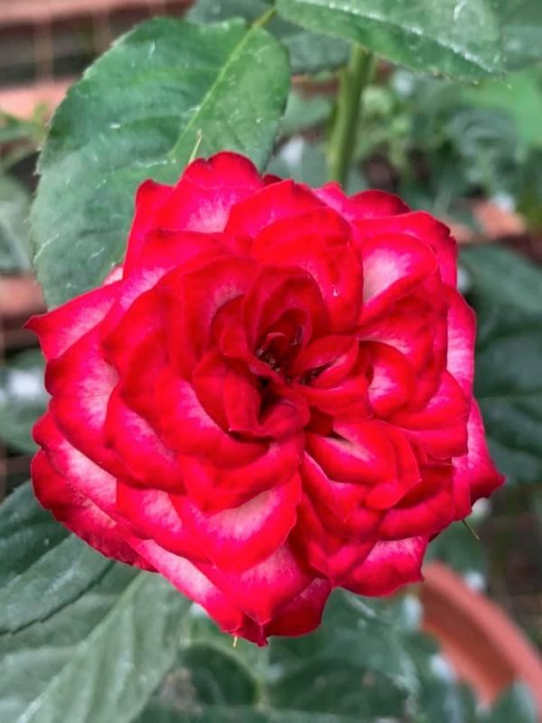 Rosa 'Imp' » Rose Plants