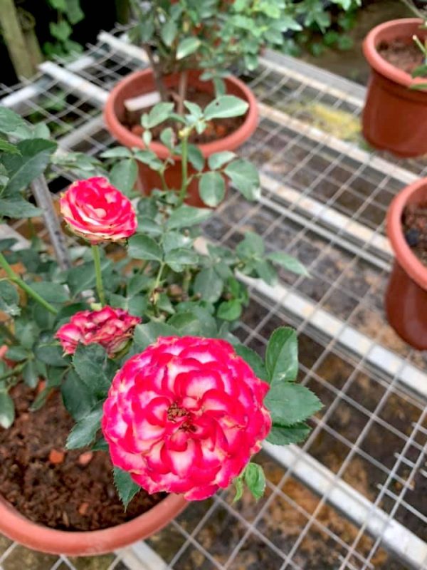Rosa 'Imp' » Rose Plants