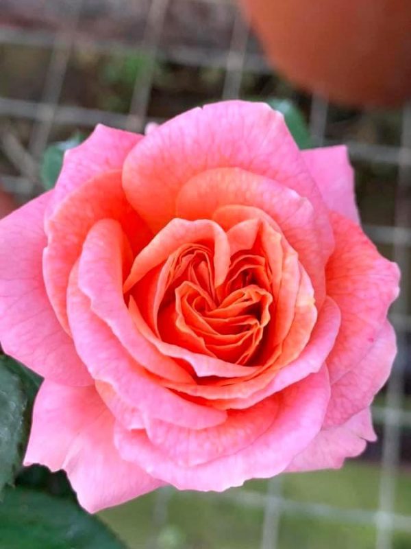 Rosa 'Mary Ann' » Rose Plants