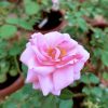 'Mill' Rose » Rose Plants