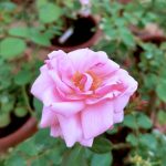 ‘Mill’ Rose