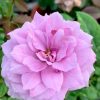 Rosa 'Novalis' » Rose Plants
