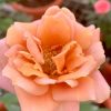 'Raffine Porte' Rose » Rose Plants