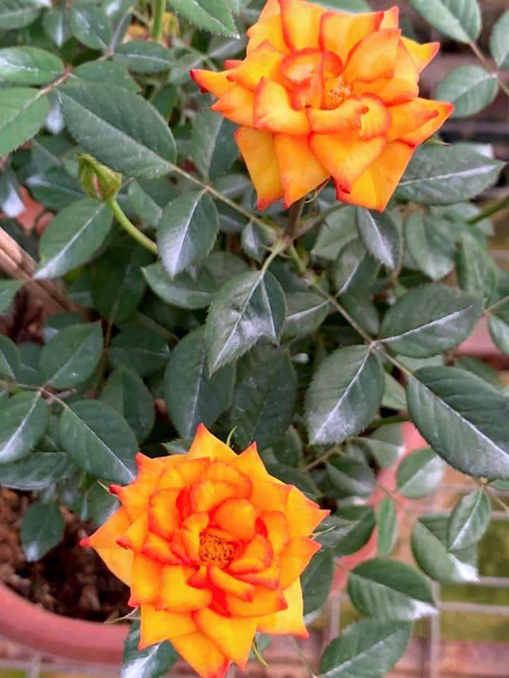 Rosa 'Ring of Fire' » Rose Plants