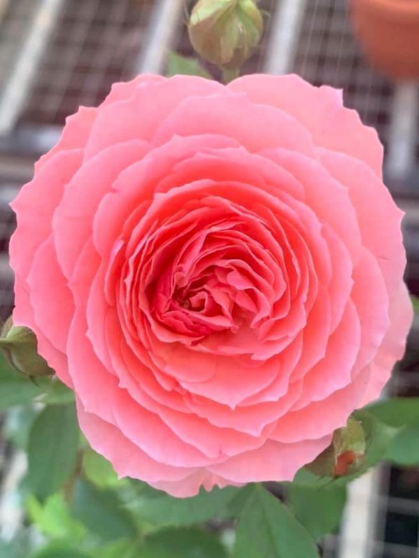 Japanese Rose 'Romantic Tutu' » Rose Plants