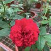 Rosa 'Rouge Royale' » Rose Plants