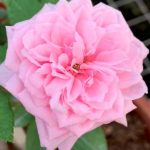 ‘Souvenir de la Malmaison’ (SDLM) Rose