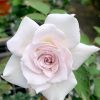 Japanese Rose 'Saphiret' » Rose Plants