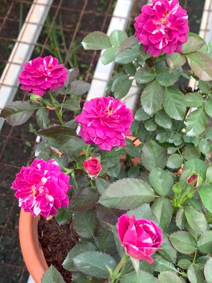 'Scented Jewel' Rose Plant » Rose Plants