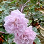 Japanese Roses 'Shinoburedo' » Rose Plants