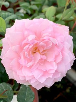 ‘The Ancient Mariner’ Rose