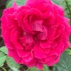 Rosa 'The Dark Lady' » Rose Plants