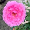 Japanese Rose 'Towa Parfan' » Rose Plants