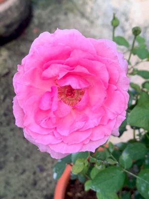 ‘Towa Parfan’ Rose