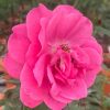 'Ventilo' Rose » Rose Plants