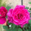 'Ventilo' Roses » Rose Plants