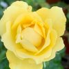 Rosa 'Walking on Sunshine' » Rose Plants
