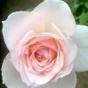 Japanese Rose 'Yuka Cup' » Rose Plants