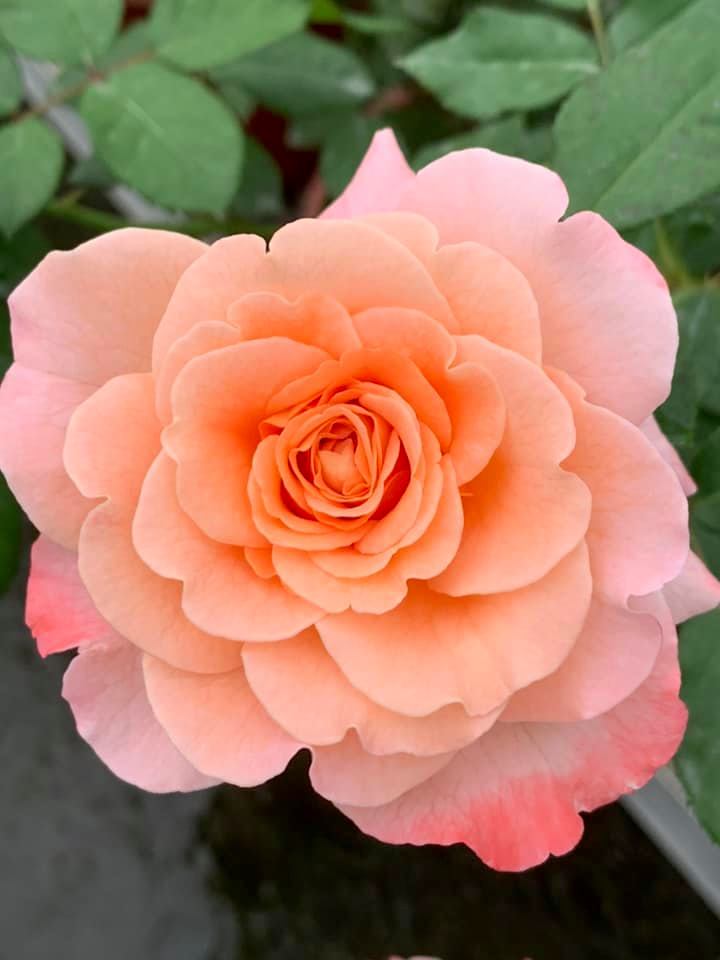 Rosa 'Augusta Luise' » Rose Plants