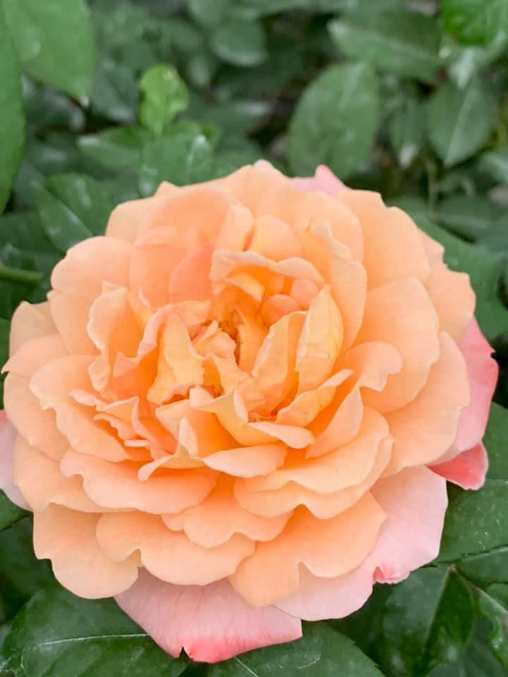 Rosa 'Augusta Luise' » Rose Plants