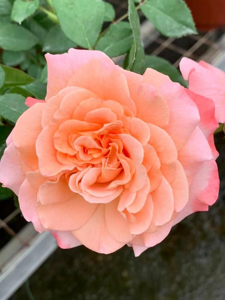 Rosa 'Augusta Luise' » Rose Plants