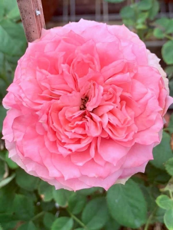 Rosa 'Heart 'n' Soul' » Rose Plants