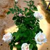 'Moonstone' Rose Plant