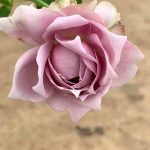 Rosa 'Novalis' » Rose Plants