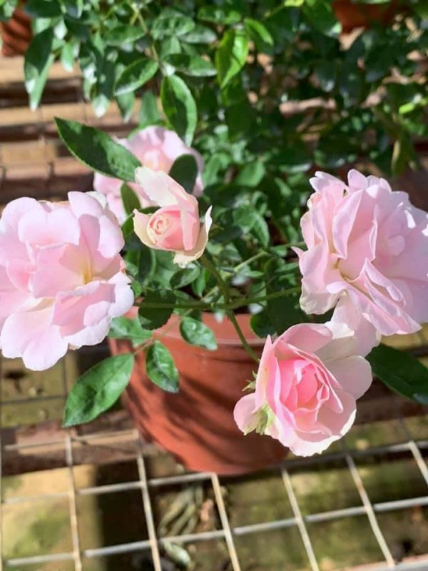 Rosa 'Pink Summer Snow' » Rose Plants