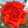 'Super Star' Rose » Rose Plants